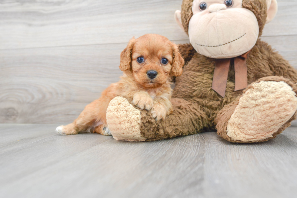 Playful Cavoodle Poodle Mix Puppy