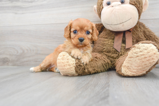 Playful Cavoodle Poodle Mix Puppy