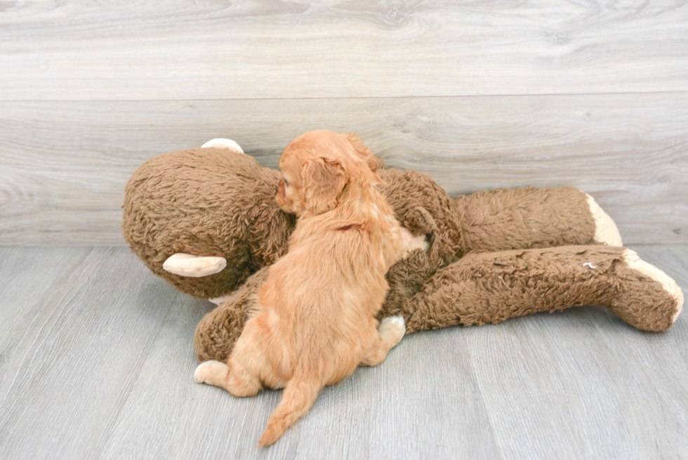 Cavapoo Pup Being Cute