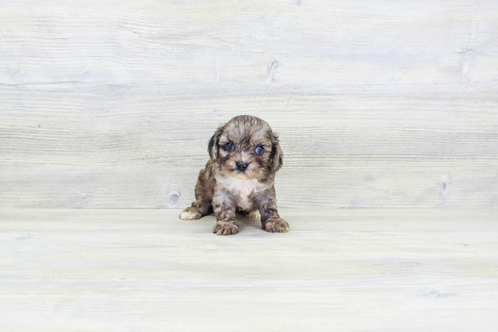 Sweet Cavapoo Baby