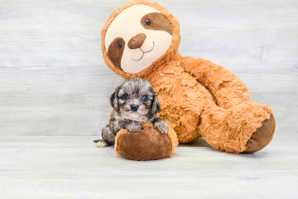 Adorable Cavoodle Poodle Mix Puppy