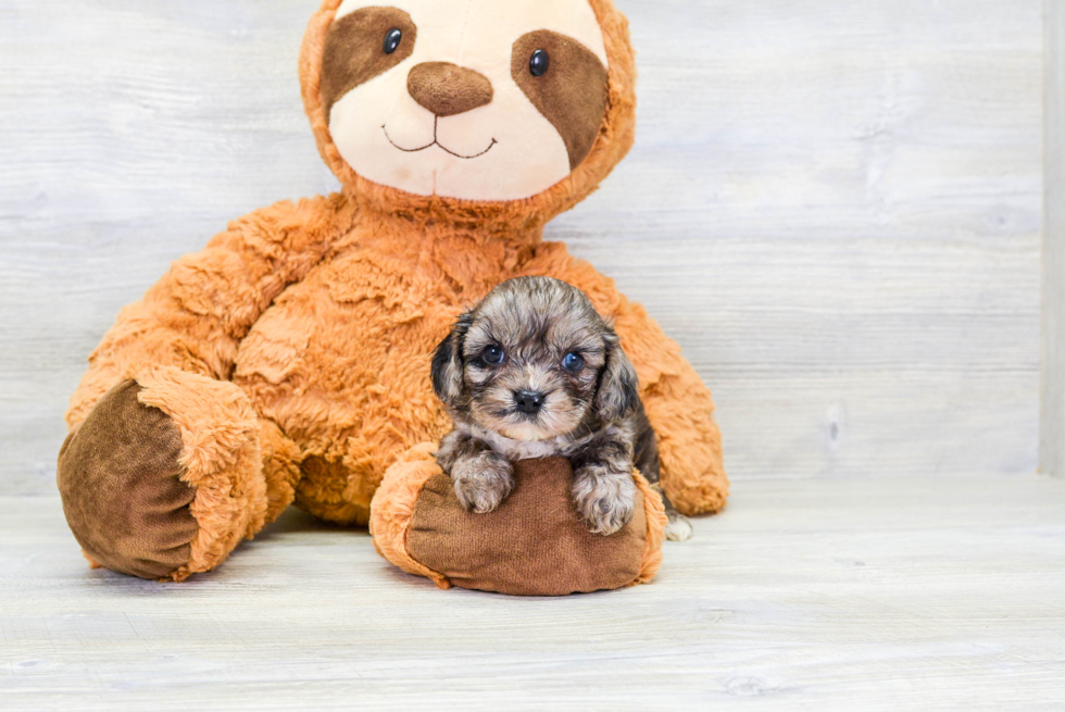 Little Cavoodle Poodle Mix Puppy