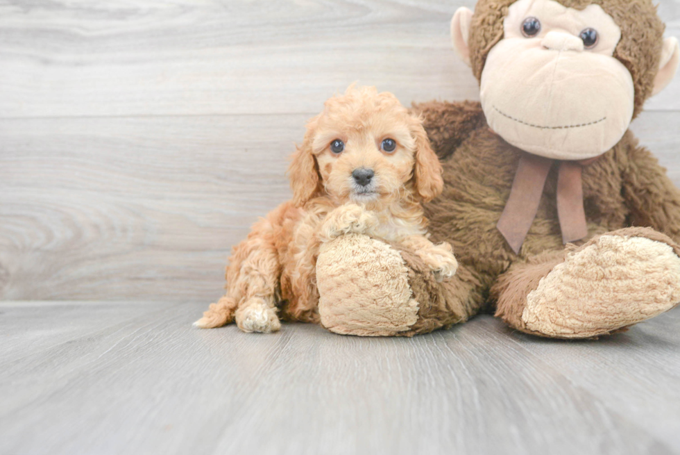 Fluffy Cavapoo Poodle Mix Pup