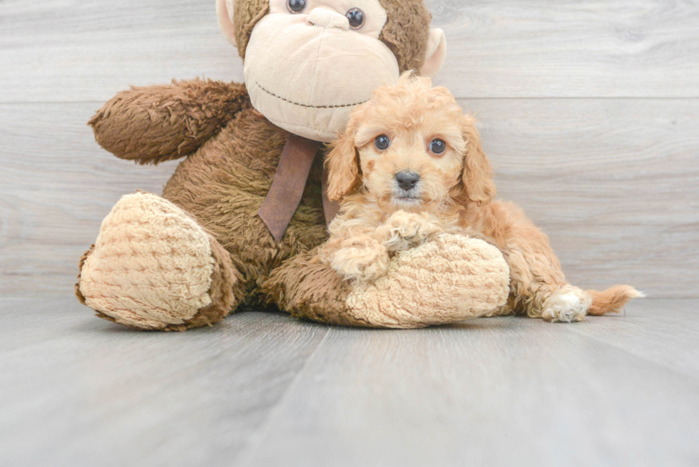 Cute Cavapoo Baby