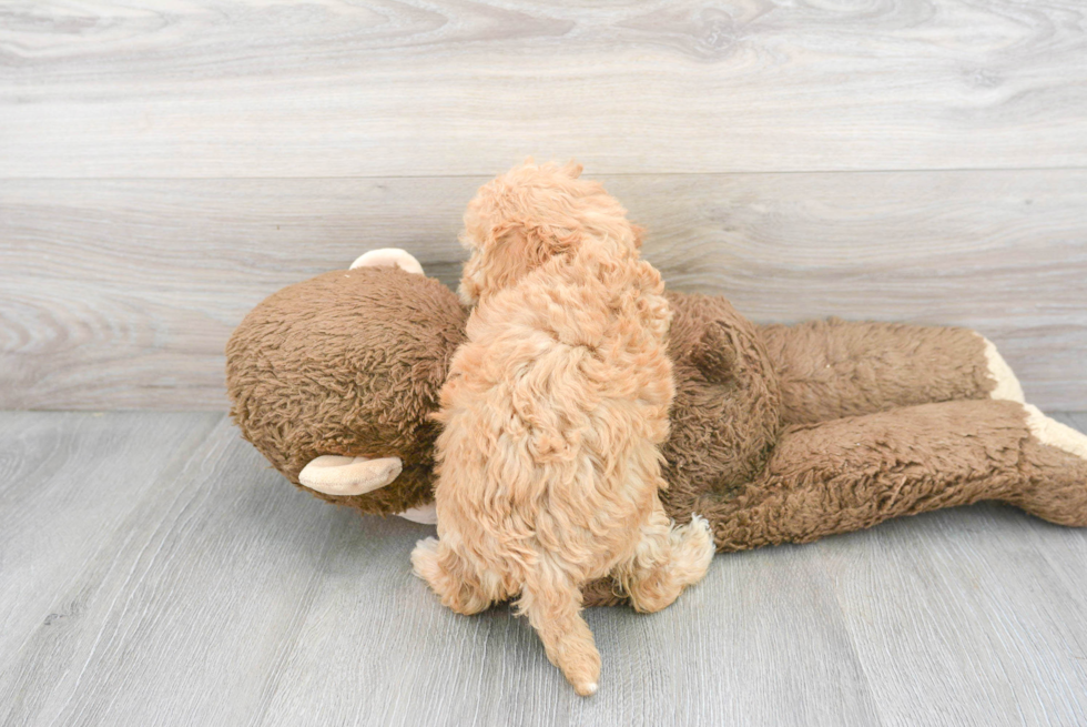 Playful Cavoodle Poodle Mix Puppy