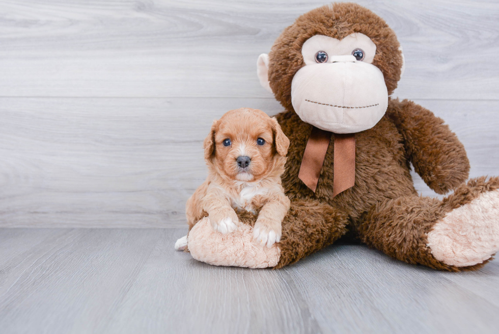 Cavapoo Pup Being Cute