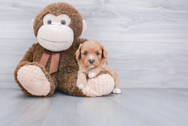 Cavapoo Puppy for Adoption