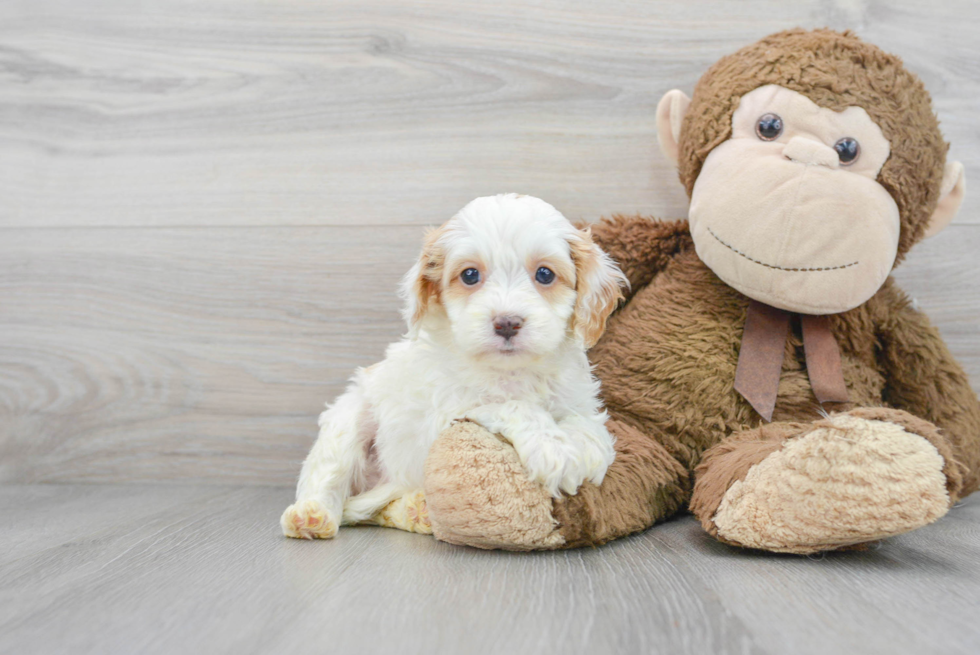 Cavapoo Puppy for Adoption