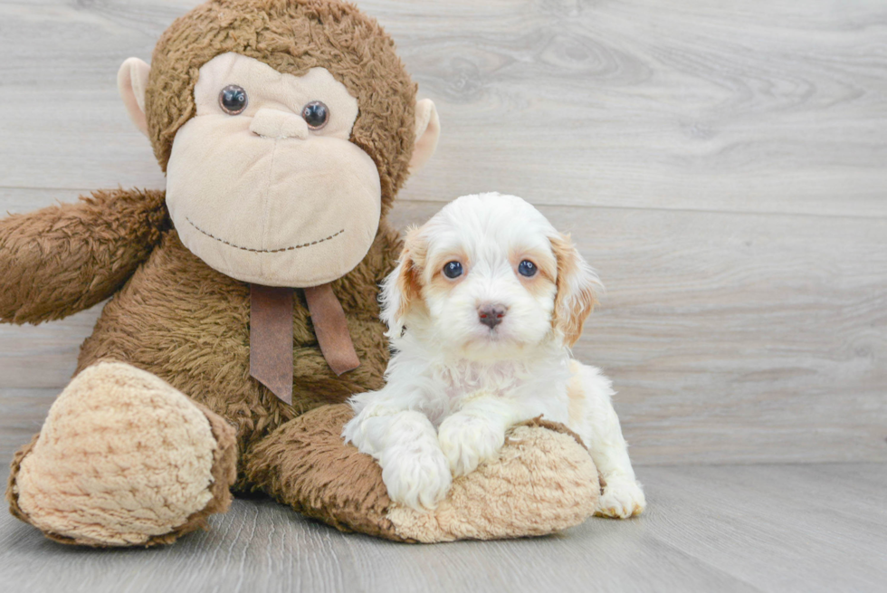 Friendly Cavapoo Baby