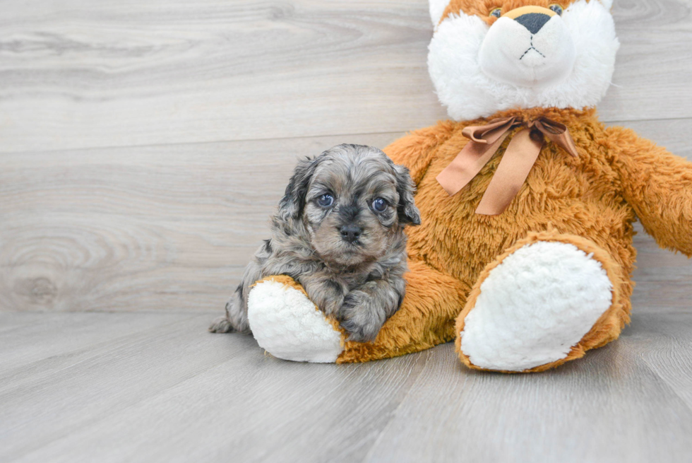 Cavapoo Puppy for Adoption