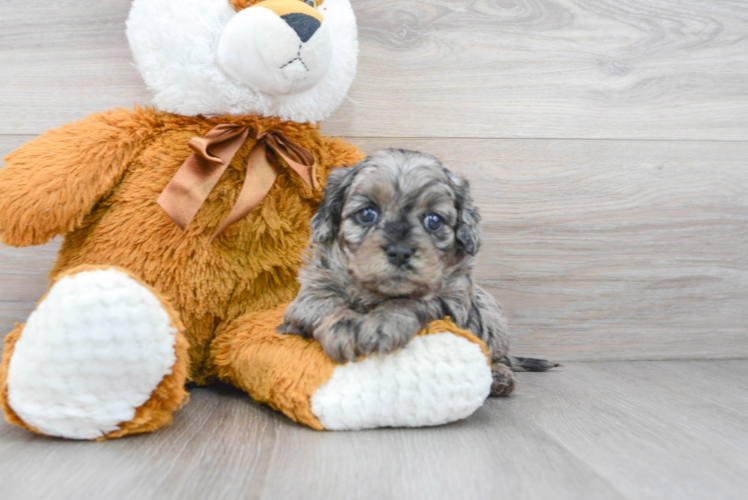 Cavapoo Puppy for Adoption