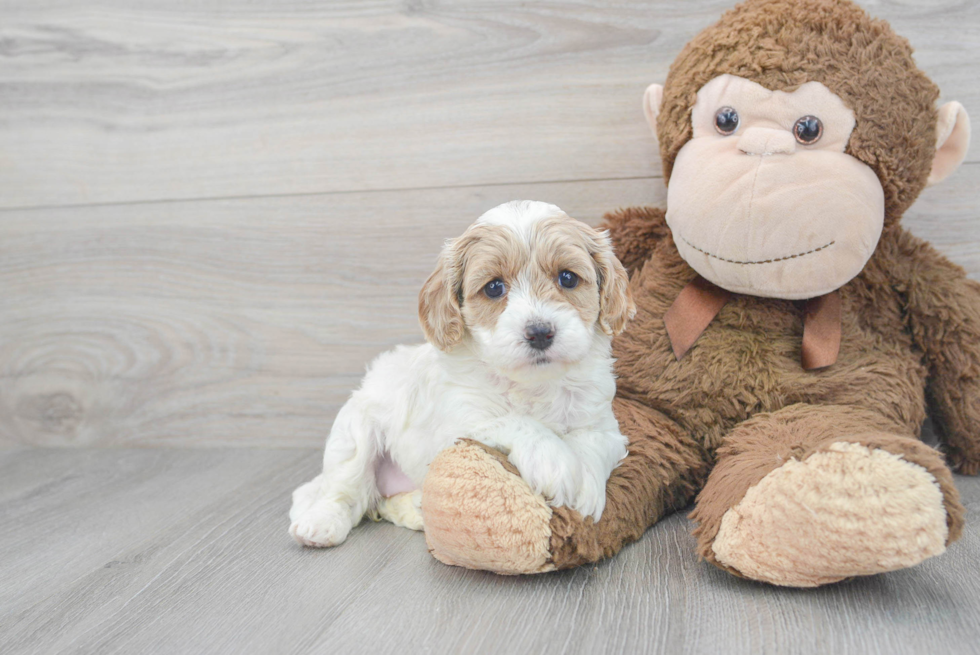 Cavapoo Pup Being Cute