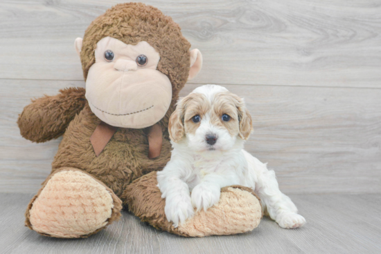 Fluffy Cavapoo Poodle Mix Pup