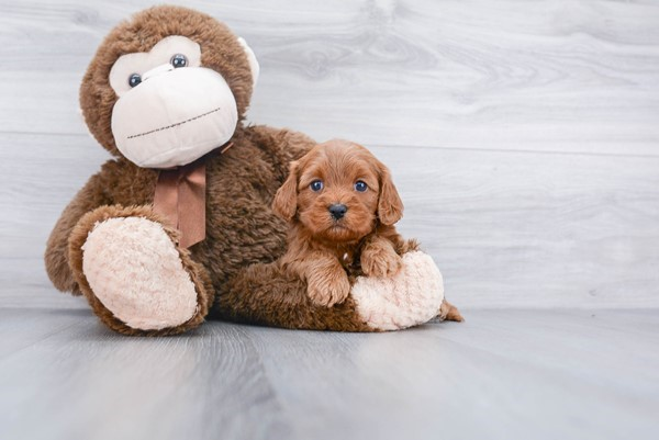 Cavapoo Puppy for Adoption