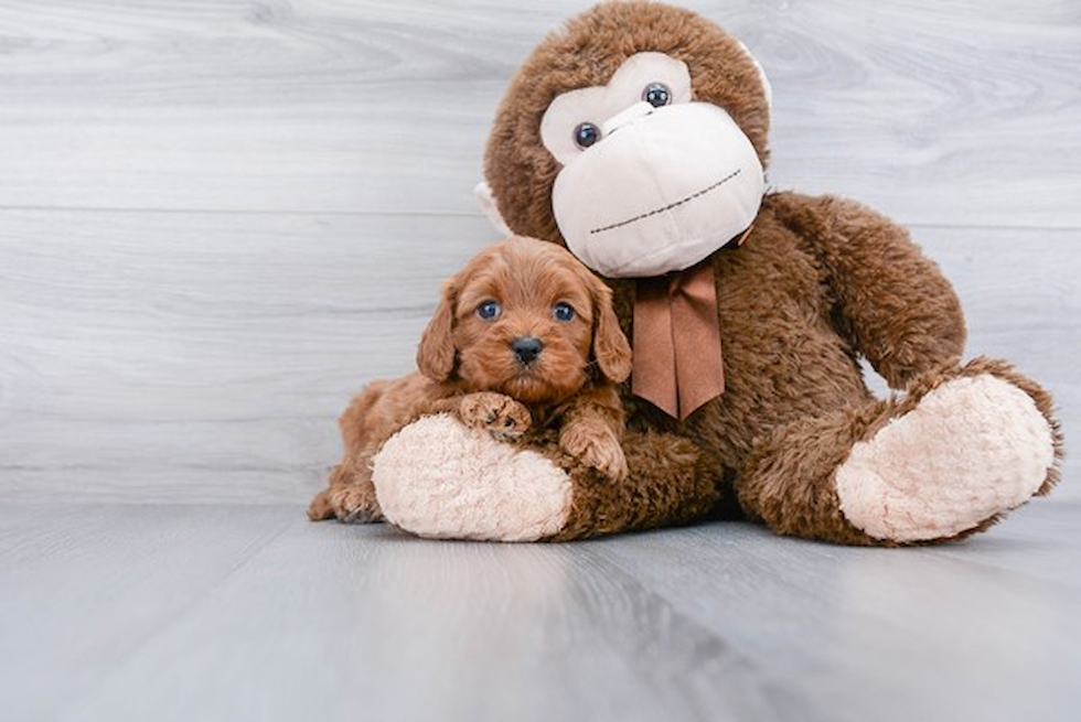 Cavapoo Pup Being Cute