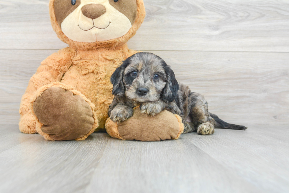 Cavapoo Pup Being Cute
