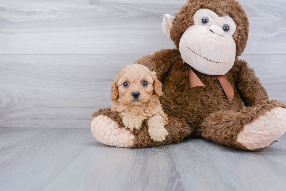 Fluffy Cavapoo Poodle Mix Pup