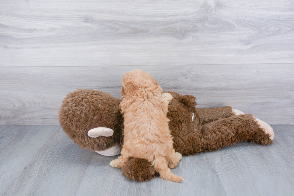 Adorable Cavoodle Poodle Mix Puppy