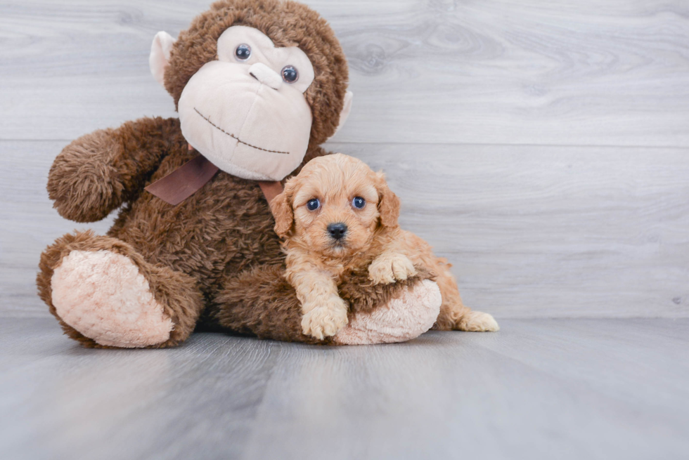 Cavapoo Pup Being Cute