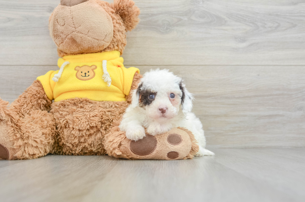 9 week old Cavapoo Puppy For Sale - Premier Pups