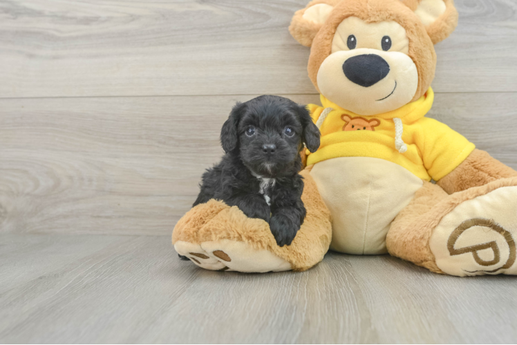 Cavapoo Puppy for Adoption