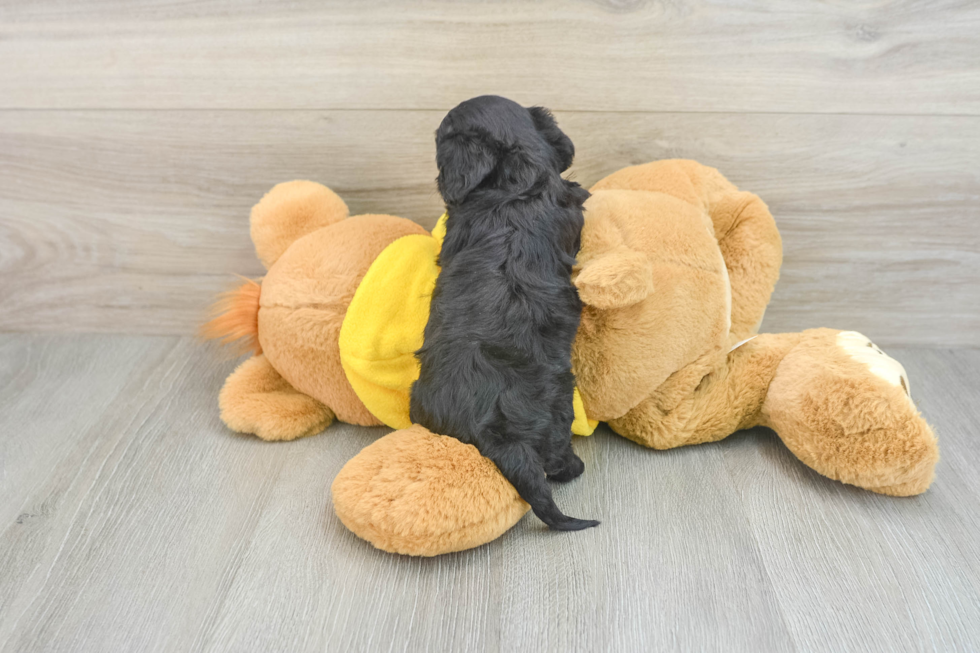 Playful Cavapoodle Poodle Mix Puppy