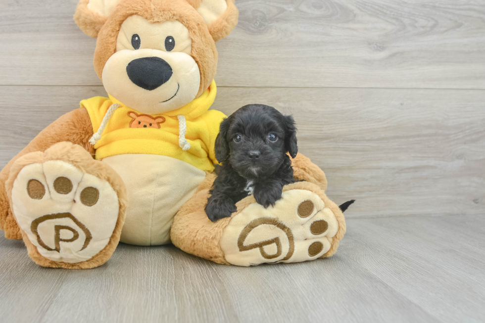 Smart Cavapoo Poodle Mix Pup