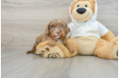 Best Cavapoo Baby