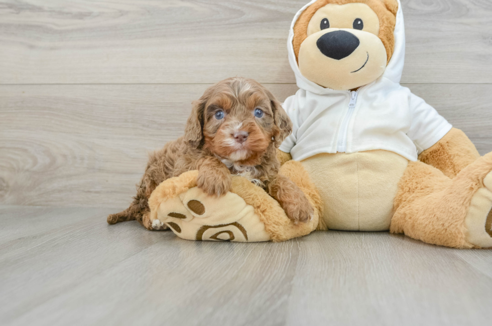 6 week old Cavapoo Puppy For Sale - Premier Pups