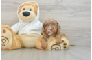 Cavapoo Puppy for Adoption