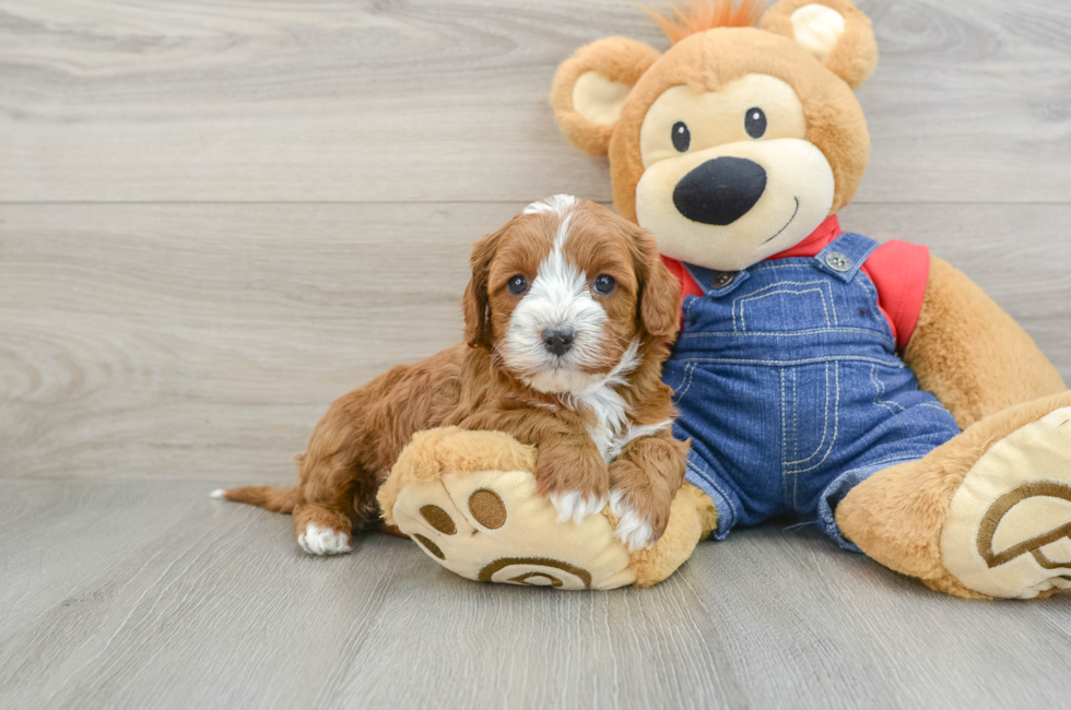 5 week old Cavapoo Puppy For Sale - Premier Pups