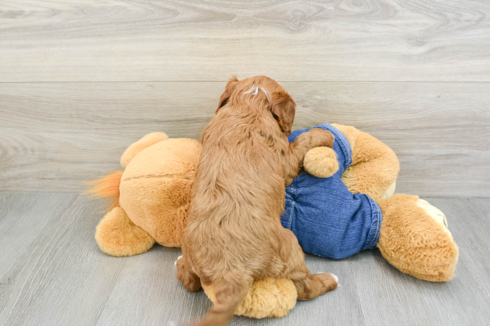 Best Cavapoo Baby