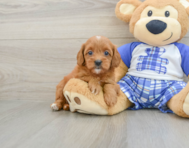 7 week old Cavapoo Puppy For Sale - Premier Pups