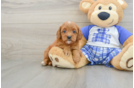 Cavapoo Puppy for Adoption