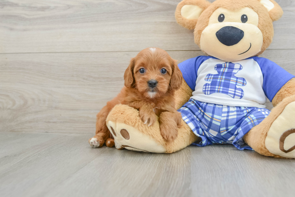 Cavapoo Puppy for Adoption