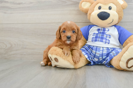 Cavapoo Puppy for Adoption