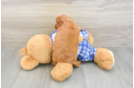 Best Cavapoo Baby