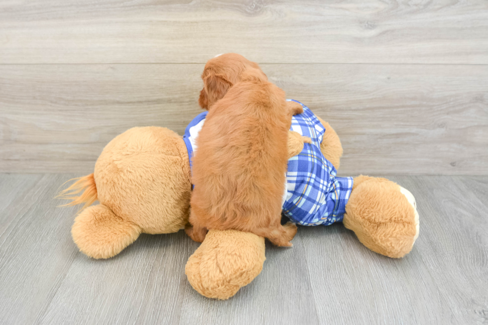 Best Cavapoo Baby
