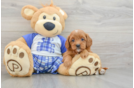 Best Cavapoo Baby
