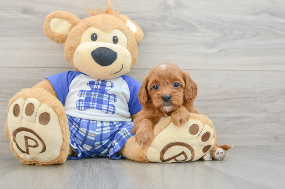 Best Cavapoo Baby