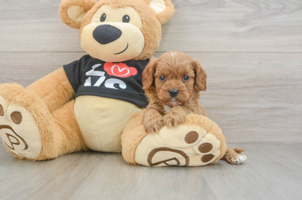 6 week old Cavapoo Puppy For Sale - Premier Pups