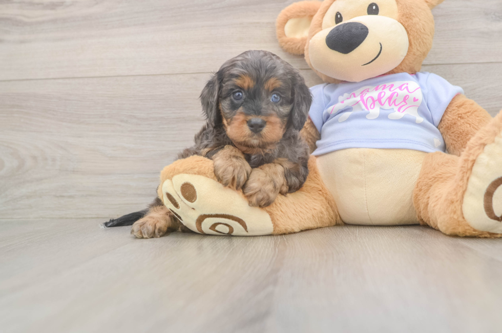 5 week old Cavapoo Puppy For Sale - Premier Pups