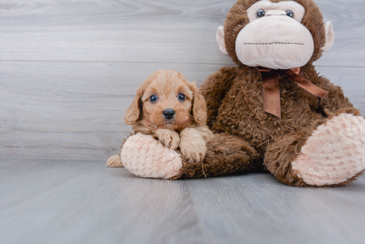 Cavapoo Puppy for Adoption