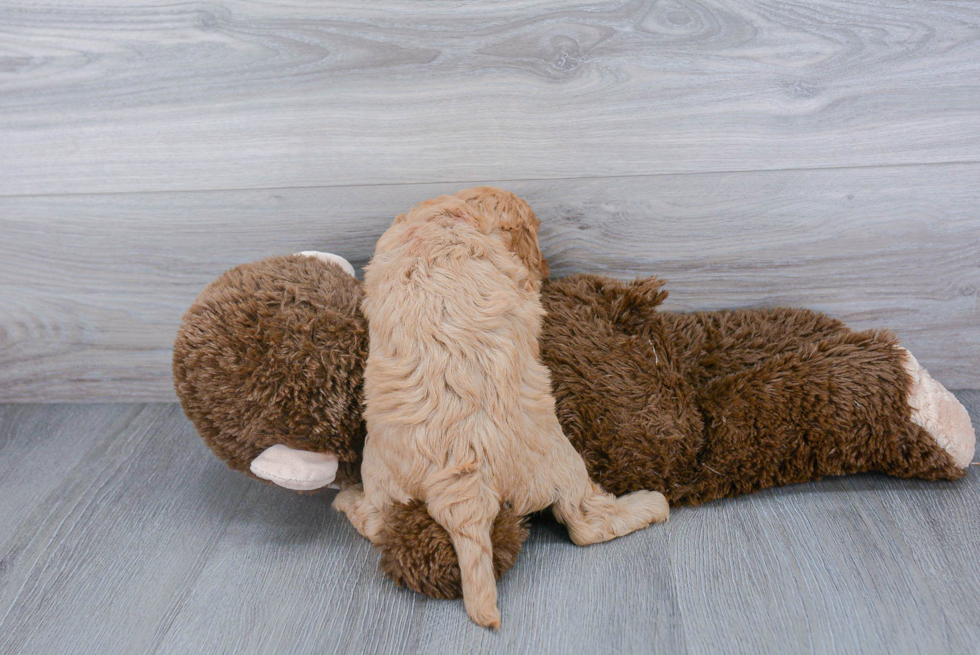 Cavapoo Pup Being Cute