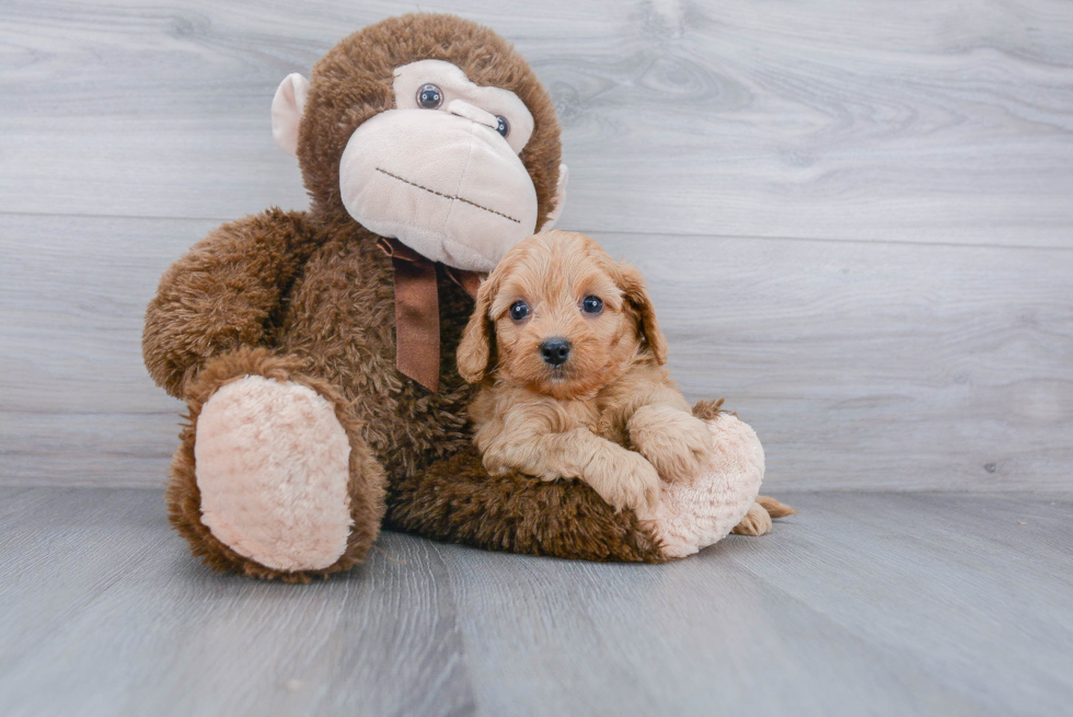 Best Cavapoo Baby