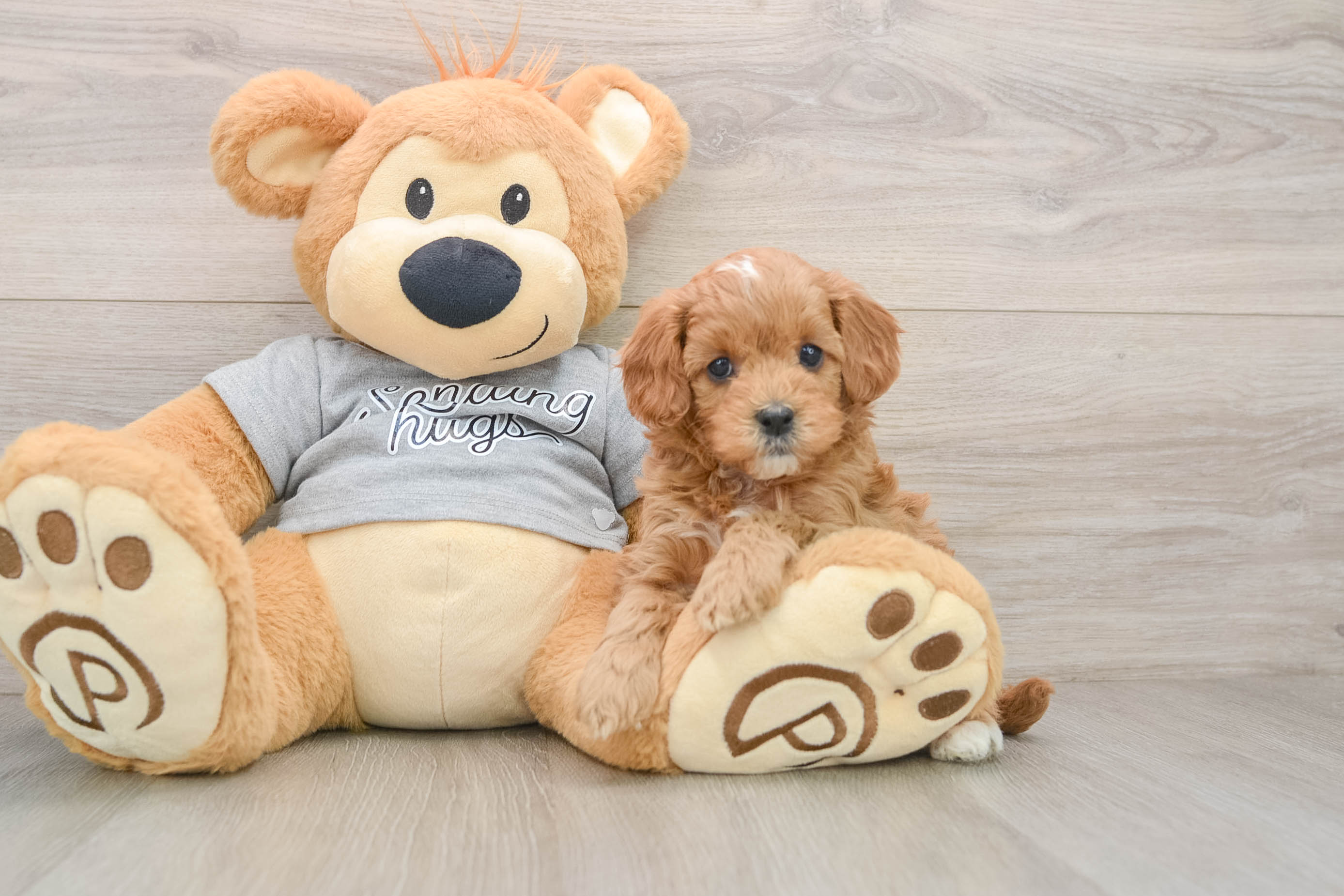 Sweet Cavapoo Baby