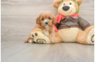 Playful Cavapoodle Poodle Mix Puppy