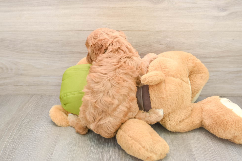 Cavapoo Puppy for Adoption