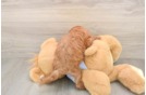 Funny Cavapoo Poodle Mix Pup