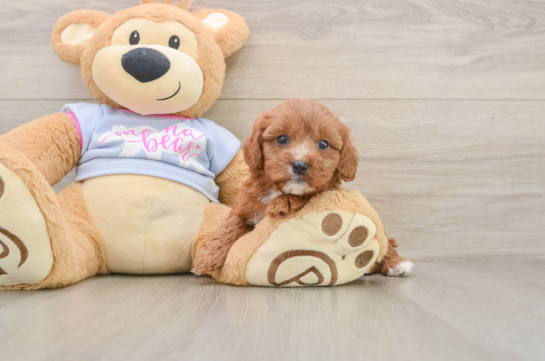 Smart Cavapoo Poodle Mix Pup